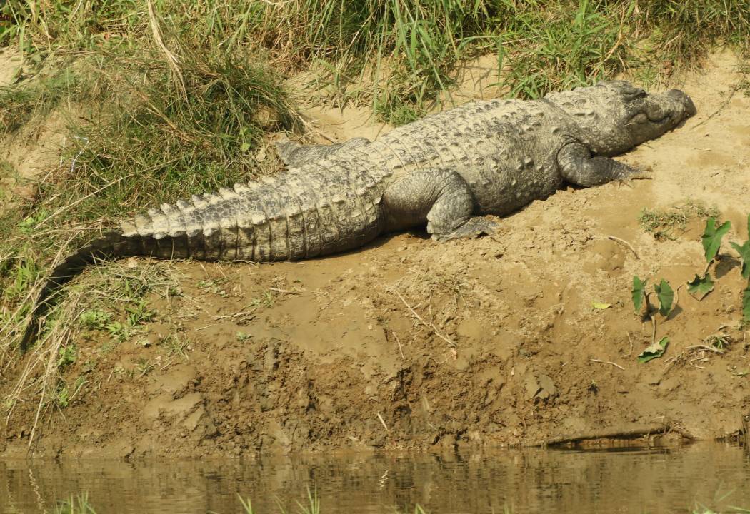 chitwan-national-park