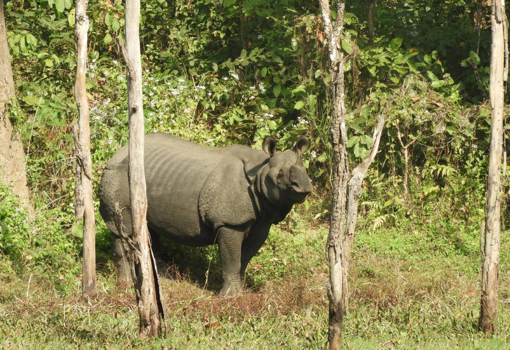 chitwan-national-park