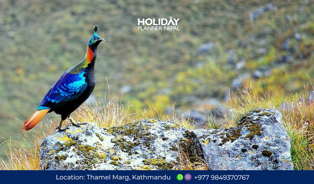 Special interest tour in Nepal