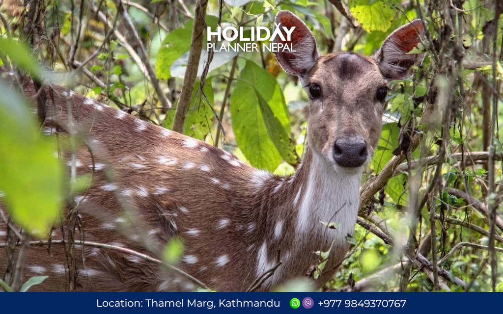 Wildlife Safari in Bardiya National Park Nepal