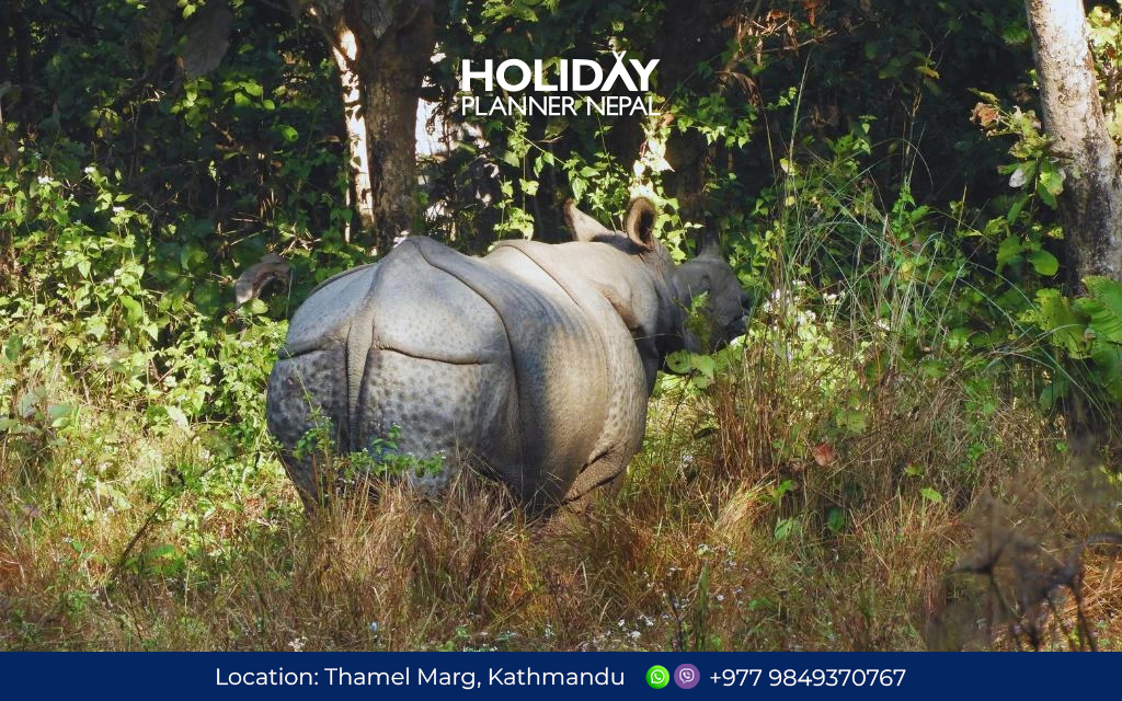 Wildlife Safari in Chitwan National Park Nepal